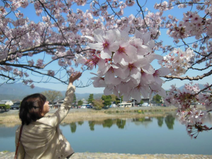 Cherry blossoms in Arashiyama, outside of Kyoto, Japan. Photo by Erina Takeda Cherry blossoms in Arashiyama, outside of Kyoto, Japan. Photo by Erina Takeda