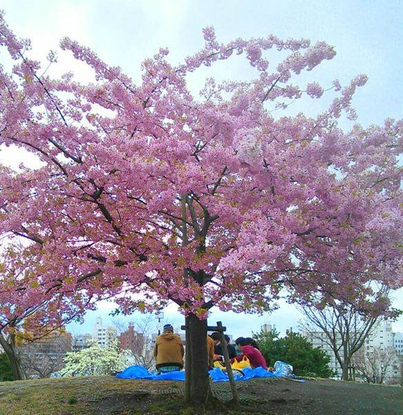 A hanami picnic in Tokyo. Photo by Tomoko Ishigaki A hanami picnic in Tokyo. Photo by Tomoko Ishigaki