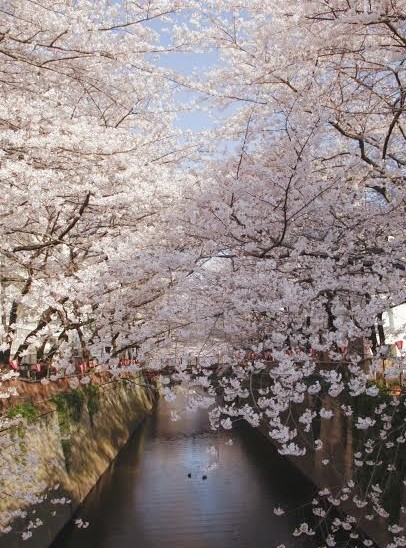 The exquisite beauty of cherry blossoms only occurs for a few weeks from the end of March to the beginning of April. Photo by Maki Matsuda The exquisite beauty of cherry blossoms only occurs for a few weeks from the end of March to the beginning of April. Photo by Maki Matsuda