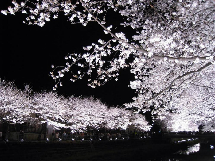 Hanami at night is called yozakura, when the trees are illuminated. Photo by Yamaguchi Kazunori Hanami at night is called yozakura, when the trees are illuminated. Photo by Yamaguchi Kazunori
