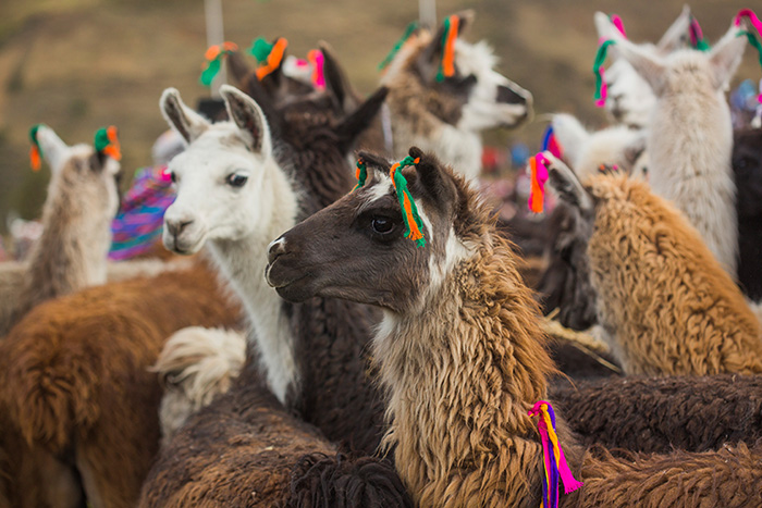 Llamas and alpacas dressed up in colorful earrings. Photo courtesy of PROMPERÚ
